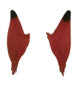 Horns Medium (9cm)(Horns Medium 9cm)